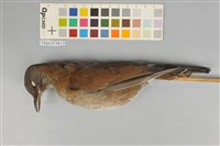 藏品(白腹鶇)的圖片